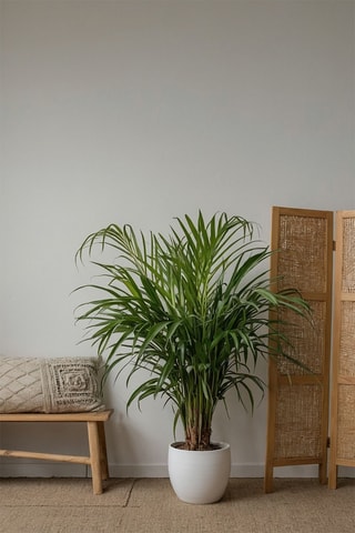 2 palmeiras Chamaedorea e Areca Altura entregue 50-70 cm