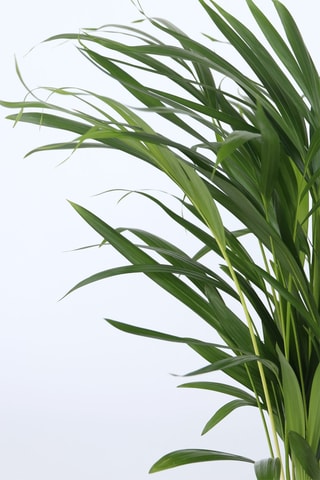 2 palmeiras Chamaedorea e Areca Altura entregue 50-70 cm