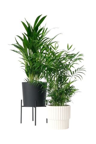 2 palmeiras Chamaedorea e Areca Altura entregue 50-70 cm