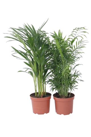 2 palmeiras Chamaedorea e Areca Altura entregue 50-70 cm