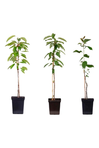 3 macieiras em coluna Altura Entregue 60-70 cm
