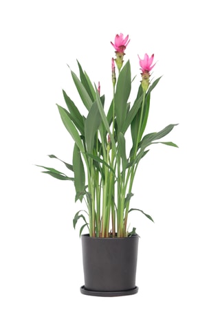 Curcuma Al Siam Splash XL 
Altura Entregue 80-100 cm