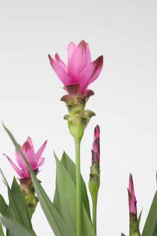 Curcuma Al Siam Splash XL 
Altura Entregue 80-100 cm