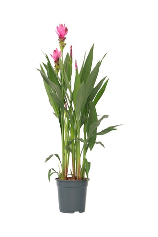 Curcuma Al Siam Splash XL 
Altura Entregue 80-100 cm
