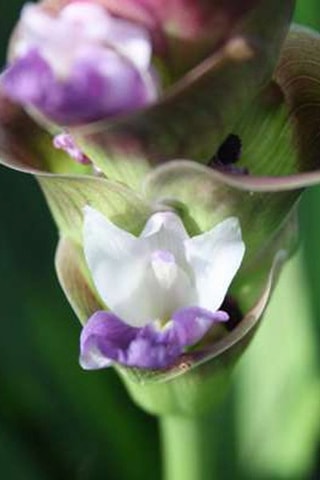 Curcuma Al Siam Splash XL 
Altura Entregue 80-100 cm