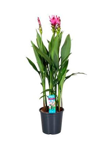 Curcuma Al Siam Splash XL 
Altura Entregue 80-100 cm