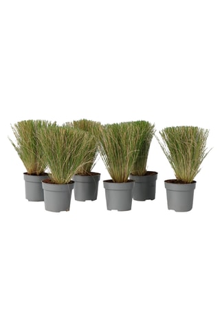 6 plantas Stipa ponytail -  Altura entregue 20-30 cm