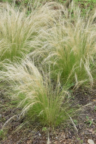 6 plantas Stipa ponytail -  Altura entregue 20-30 cm