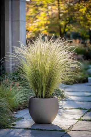 6 plantas Stipa ponytail -  Altura entregue 20-30 cm