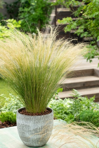 6 plantas Stipa ponytail -  Altura entregue 20-30 cm