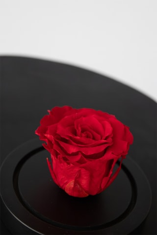Rosa preservada em vidro - Altura entregue 10 cm