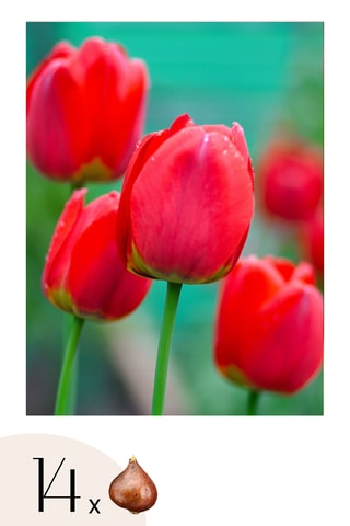 14 tulipas 'Red Impression'