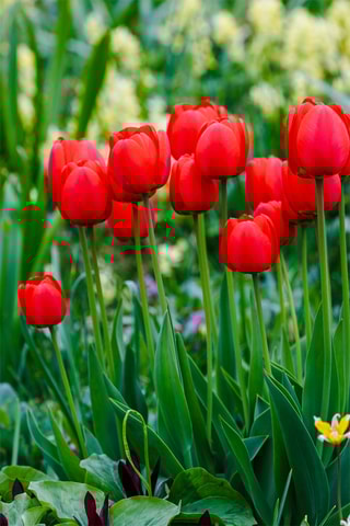 14 tulipas 'Red Impression'
