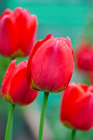 14 tulipas 'Red Impression'