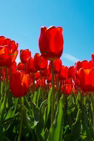 14 tulipas 'Red Impression'