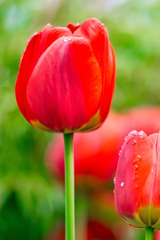 14 tulipas 'Red Impression'