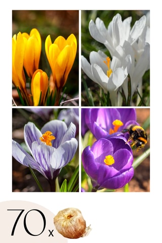 70 crocus