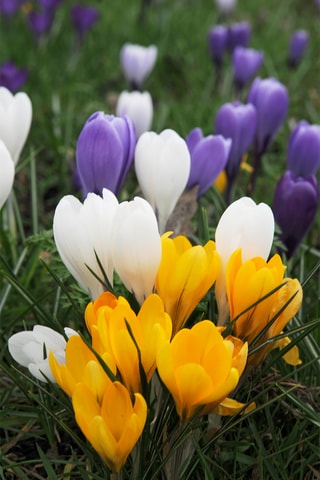 70 crocus