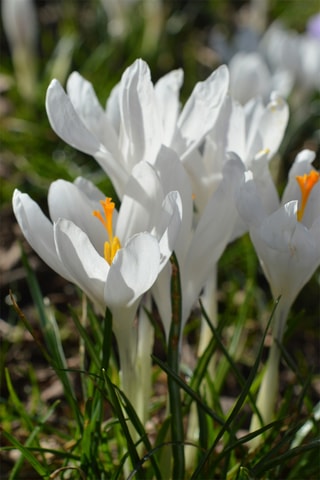 70 crocus