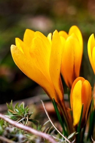 70 crocus