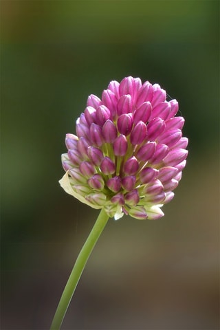 100 alho-ornamental 'Sphaerocephalon'