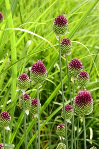 100 alho-ornamental 'Sphaerocephalon'