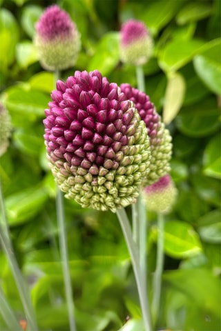 100 alho-ornamental 'Sphaerocephalon'