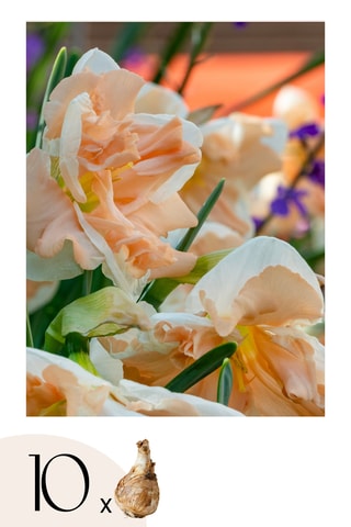 10 narcisos 'Apricot Whirl'