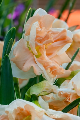 10 narcisos 'Apricot Whirl'