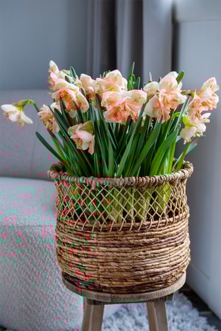 10 narcisos 'Apricot Whirl'