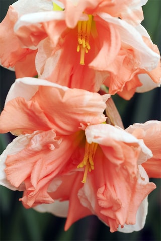 10 narcisos 'Apricot Whirl'
