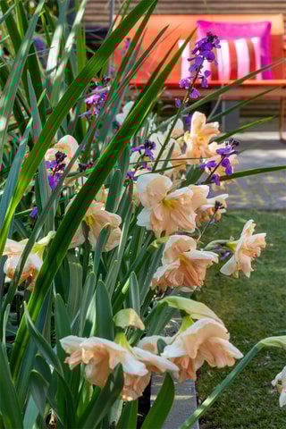 10 narcisos 'Apricot Whirl'