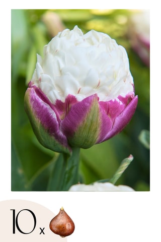 10 tulipas 'Ice Cream'