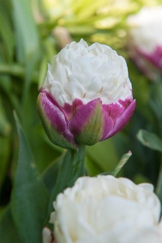 10 tulipas 'Ice Cream'