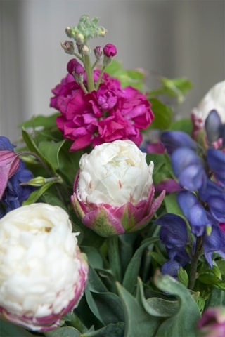 10 tulipas 'Ice Cream'