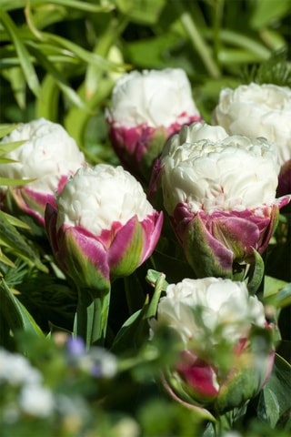 10 tulipas 'Ice Cream'