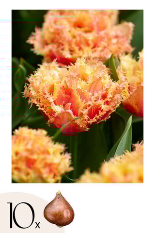 10 tulipas 'Brisbane'