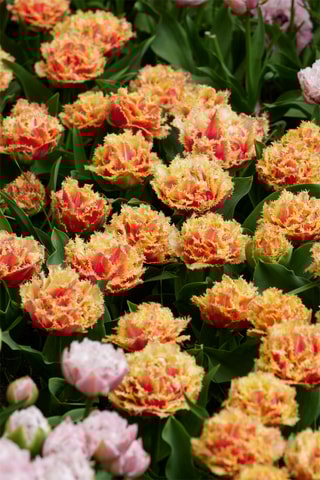 10 tulipas 'Brisbane'