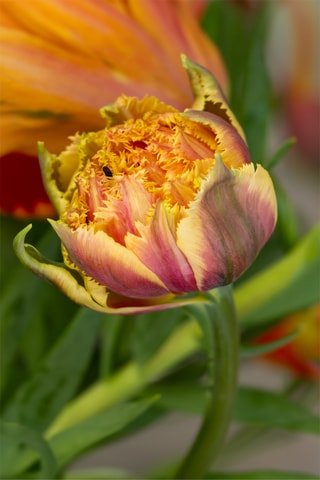 10 tulipas 'Brisbane'