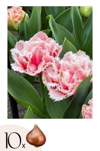 10 tulipas 'Queensland'