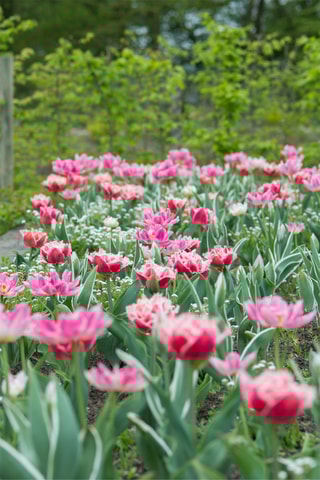 10 tulipas 'Queensland'