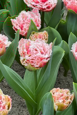 10 tulipas 'Queensland'