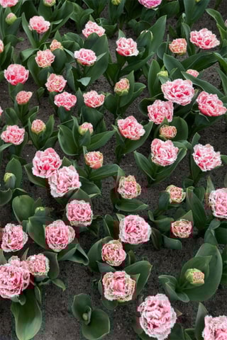 10 tulipas 'Queensland'