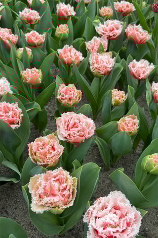 10 tulipas 'Queensland'