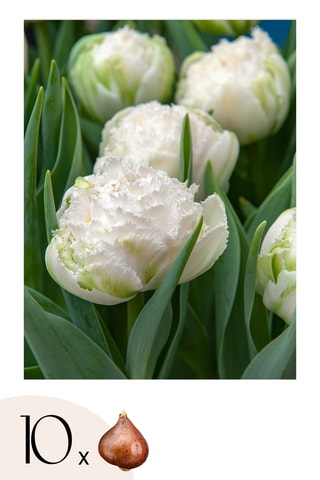 10 tulipas 'Snow Crystal'