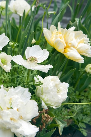 10 tulipas 'Snow Crystal'