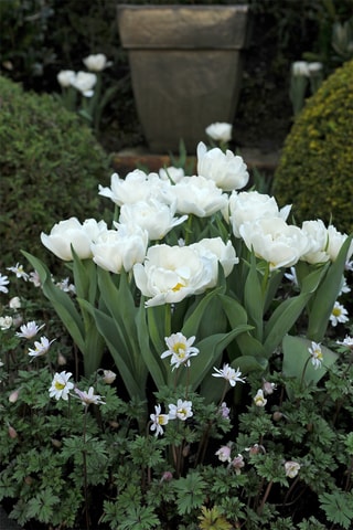 10 tulipas 'Snow Crystal'