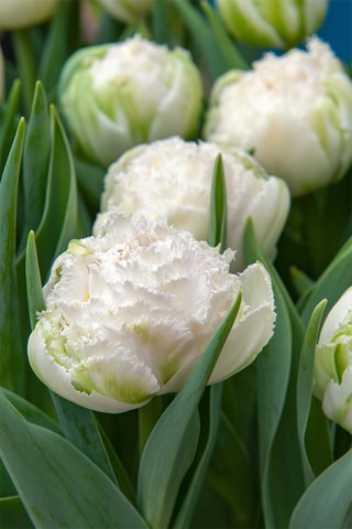 10 tulipas 'Snow Crystal'