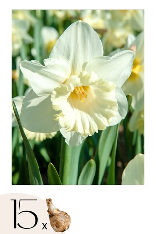 15 narcisos 'Mount Hood'