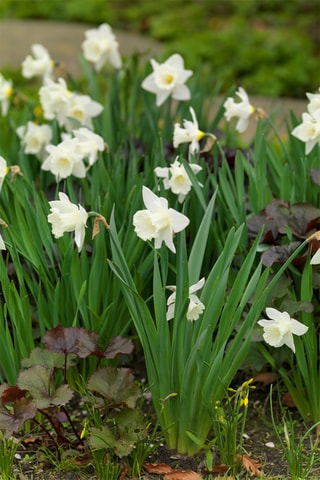 15 narcisos 'Mount Hood'
